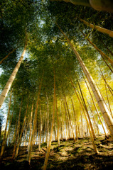 竹林