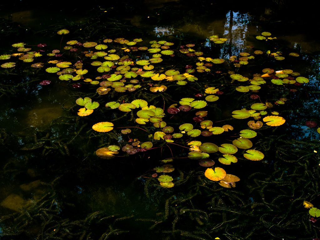 2011-10-10 鳥取 GXR Mount A12 011