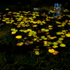 2011-10-10 鳥取 GXR Mount A12 011