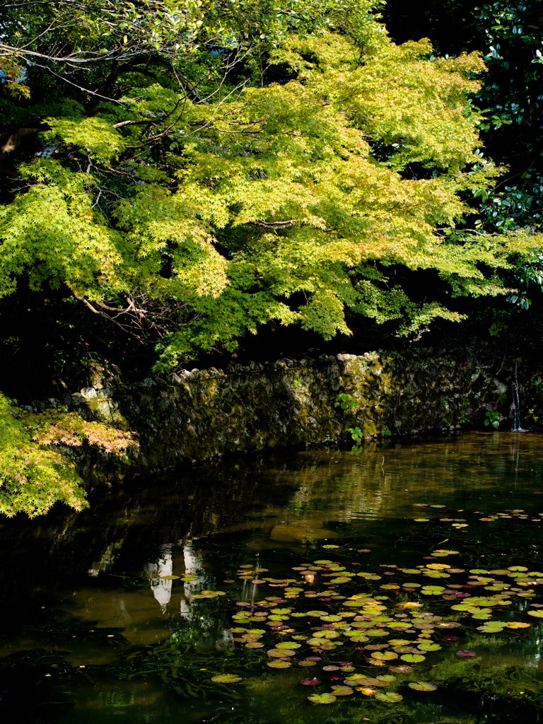 2011-10-10 鳥取 GXR Mount A12 010