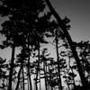 松景