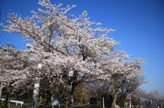 桜♪