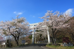 桜♪♪