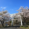 桜♪♪