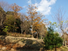 茨城～三ツ石森林公園より ～