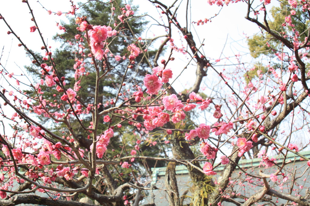 北野の紅梅