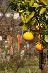 平野の…夏蜜柑！？