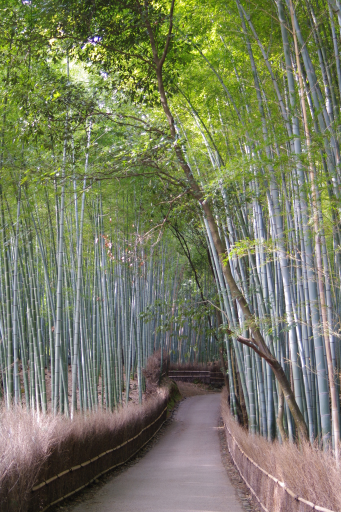 嵐山　竹林（手前）