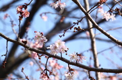 平野の寒桜