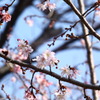 平野の寒桜