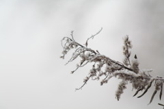 -2℃の霧の中