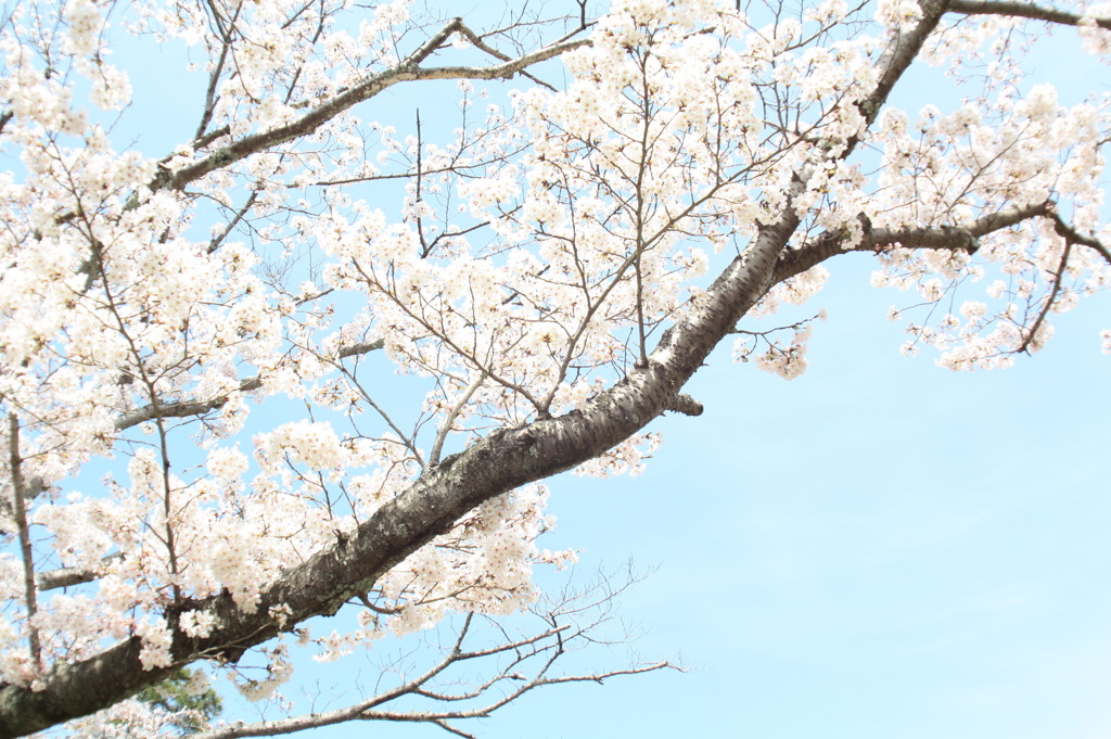 平安郷の桜