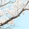 平安郷の桜