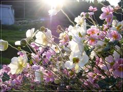 シュウメイギク。