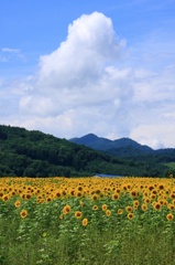 あの夏の向日葵畑