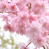 SAKURA　@高山寺