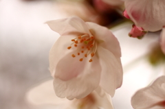 春日和