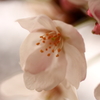 春日和