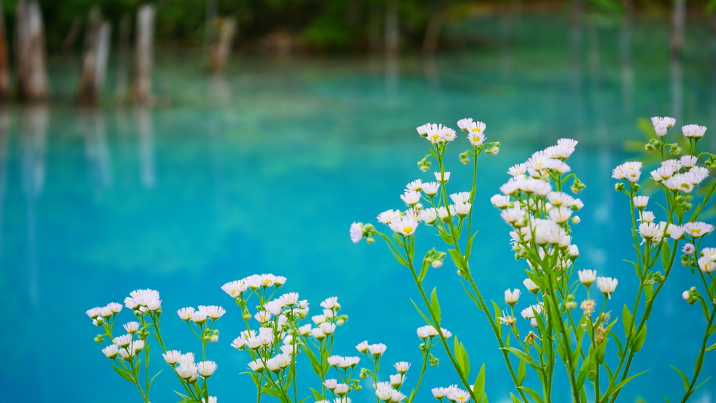 青い池と白い花
