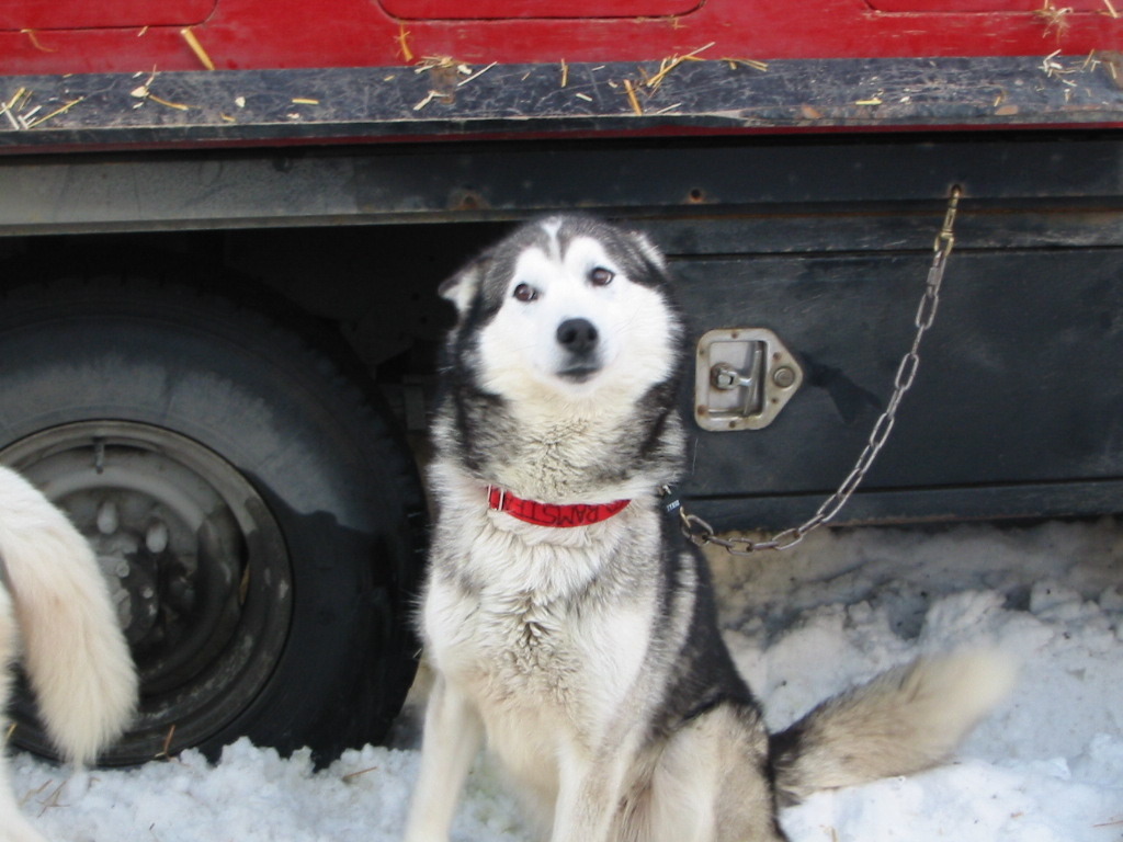 SHY　DOG@ALASKA