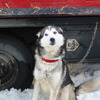 SHY　DOG@ALASKA
