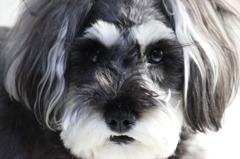 dog eye