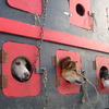 DOG apartment＠Anchorage　A.K