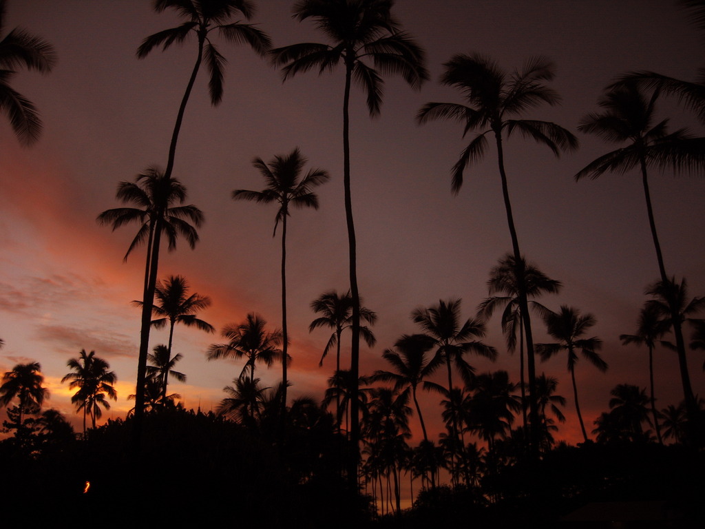 palm ＠kuai hawaii