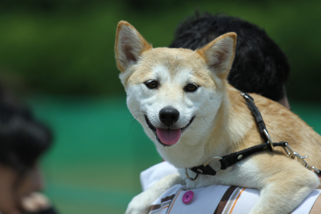 柴