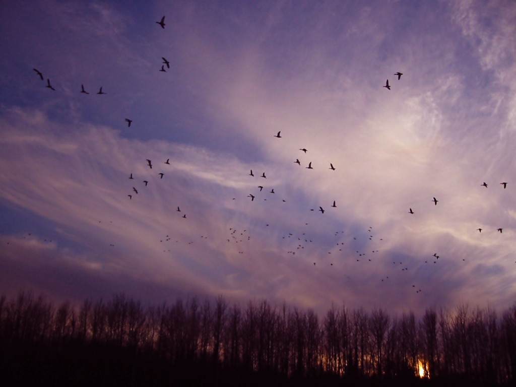 The flock of birds＠ALASKA