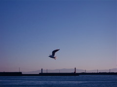 BIRD@yaizu port shizuoka
