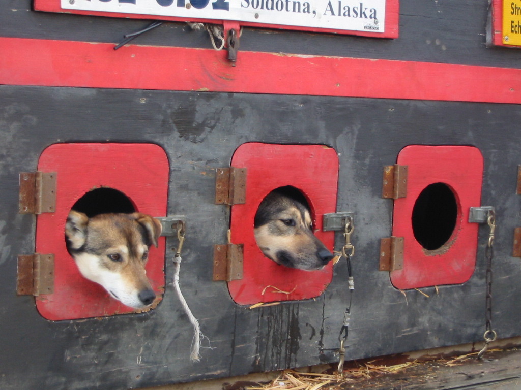 DOG apartment＠Anchorage　A.K