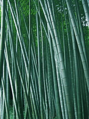 Bamboo@kamakura