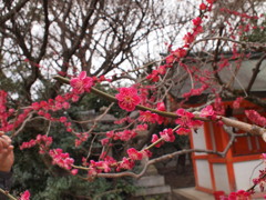 北野天満宮の梅