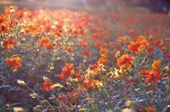 flower shower