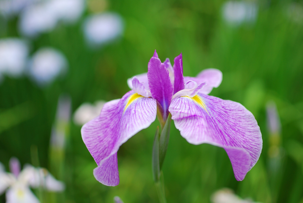 花菖蒲