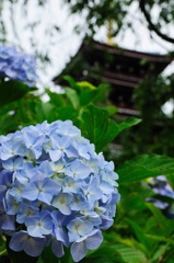 本土寺の紫陽花