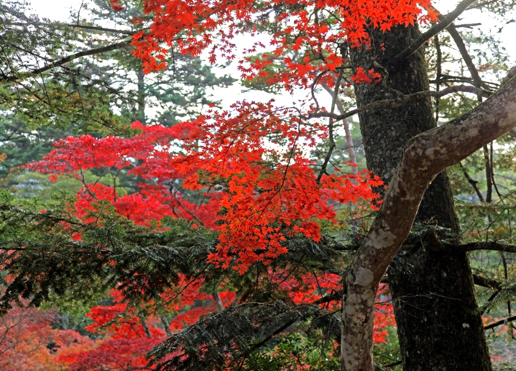 宮島紅葉 4