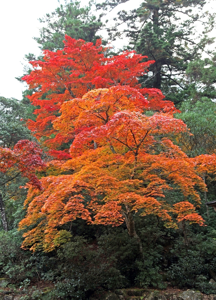 宮島紅葉 1