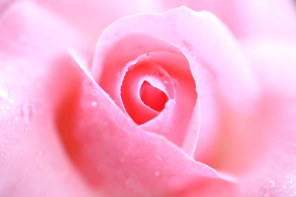 ピンクの薔薇
