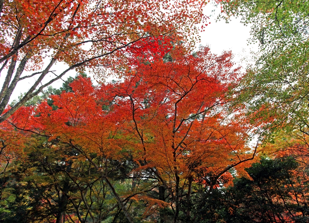 宮島紅葉 2