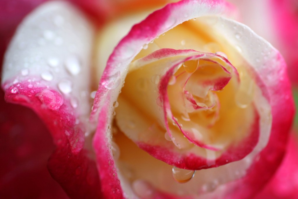 雨の日の薔薇