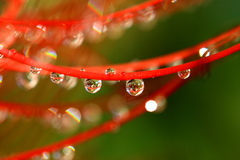 雨の彼岸花