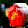 山茶花
