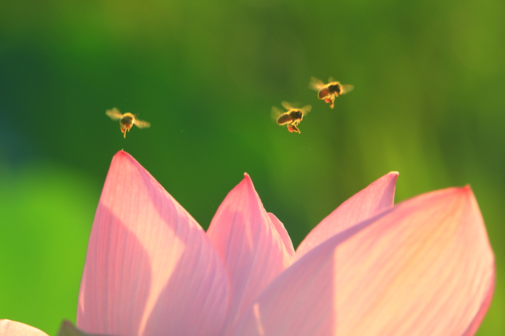 蓮の花