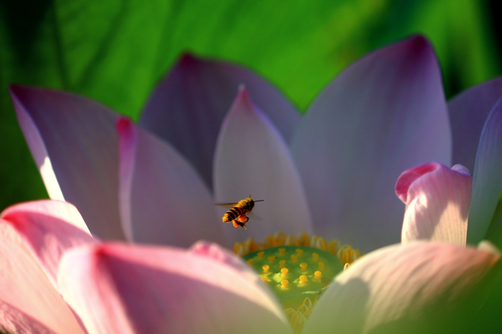 早朝の蜂