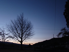 朝