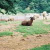 ぼくじょう