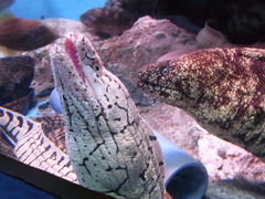 ラブラブ
