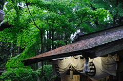 雨に濡れる